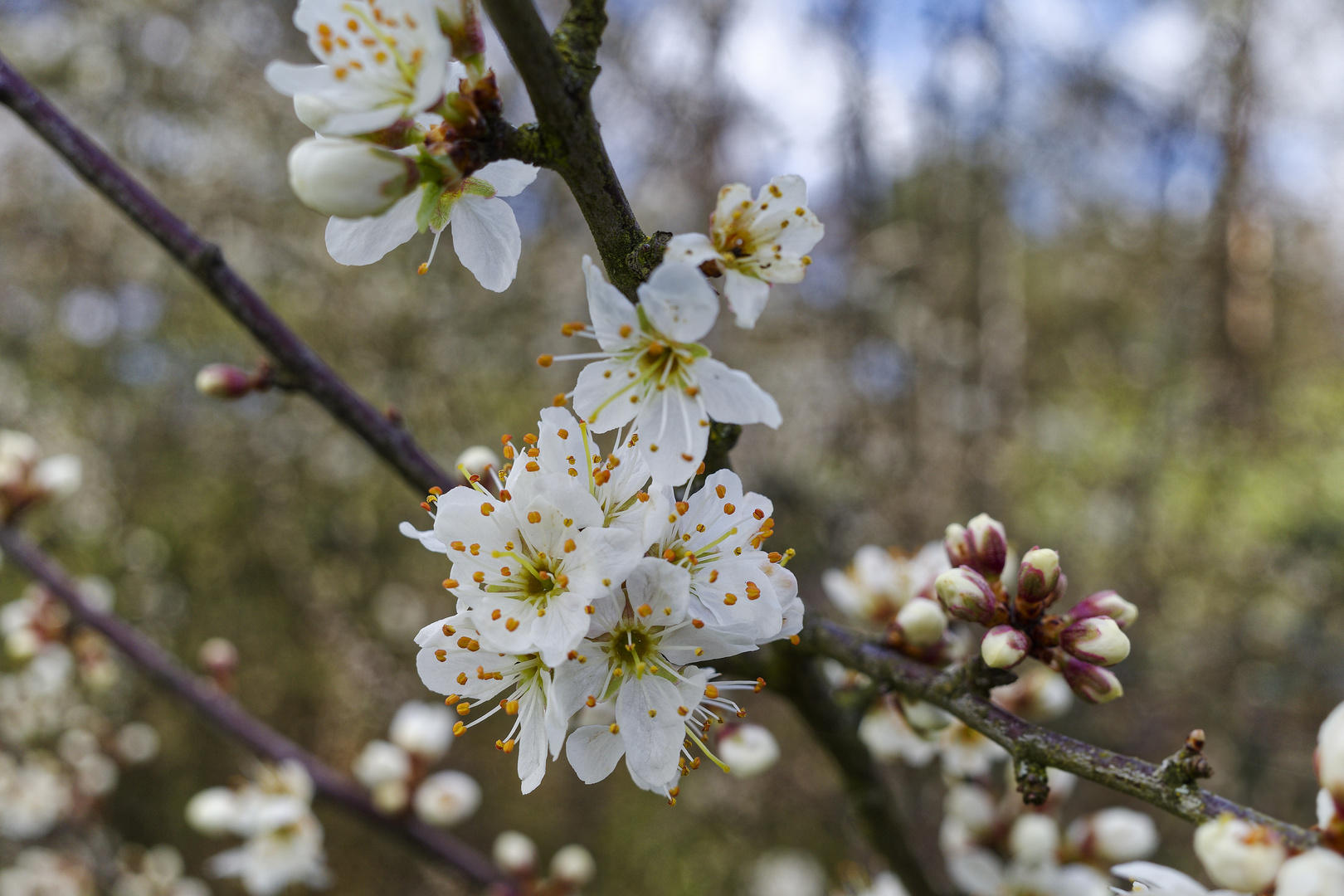 Frühlingsgrüße