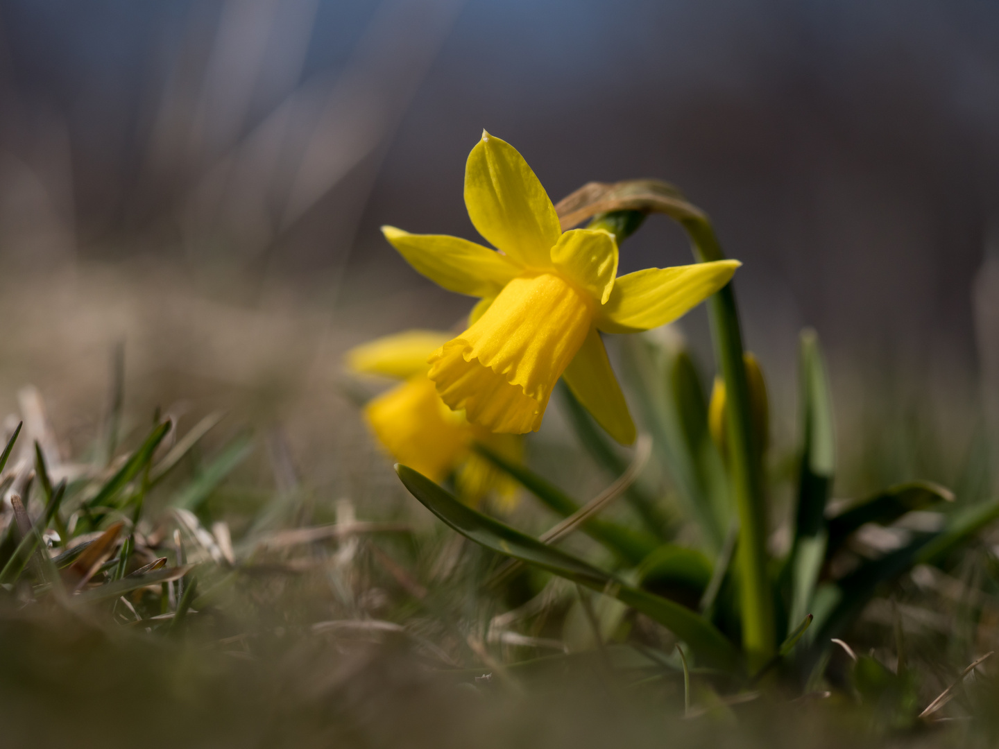 Frühlingsgrüsse