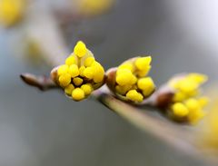 Frühlingsgrüsse im Winter