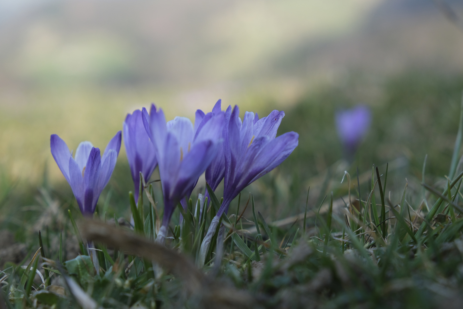 Frühlingsgrüsse in Blau