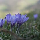 Frühlingsgrüsse in Blau