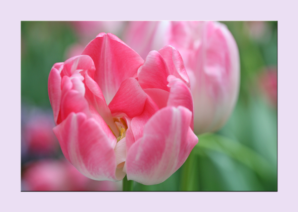 Frühlingsgrüße in rosé