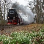 Frühlingsgrüße vom Wegesrand