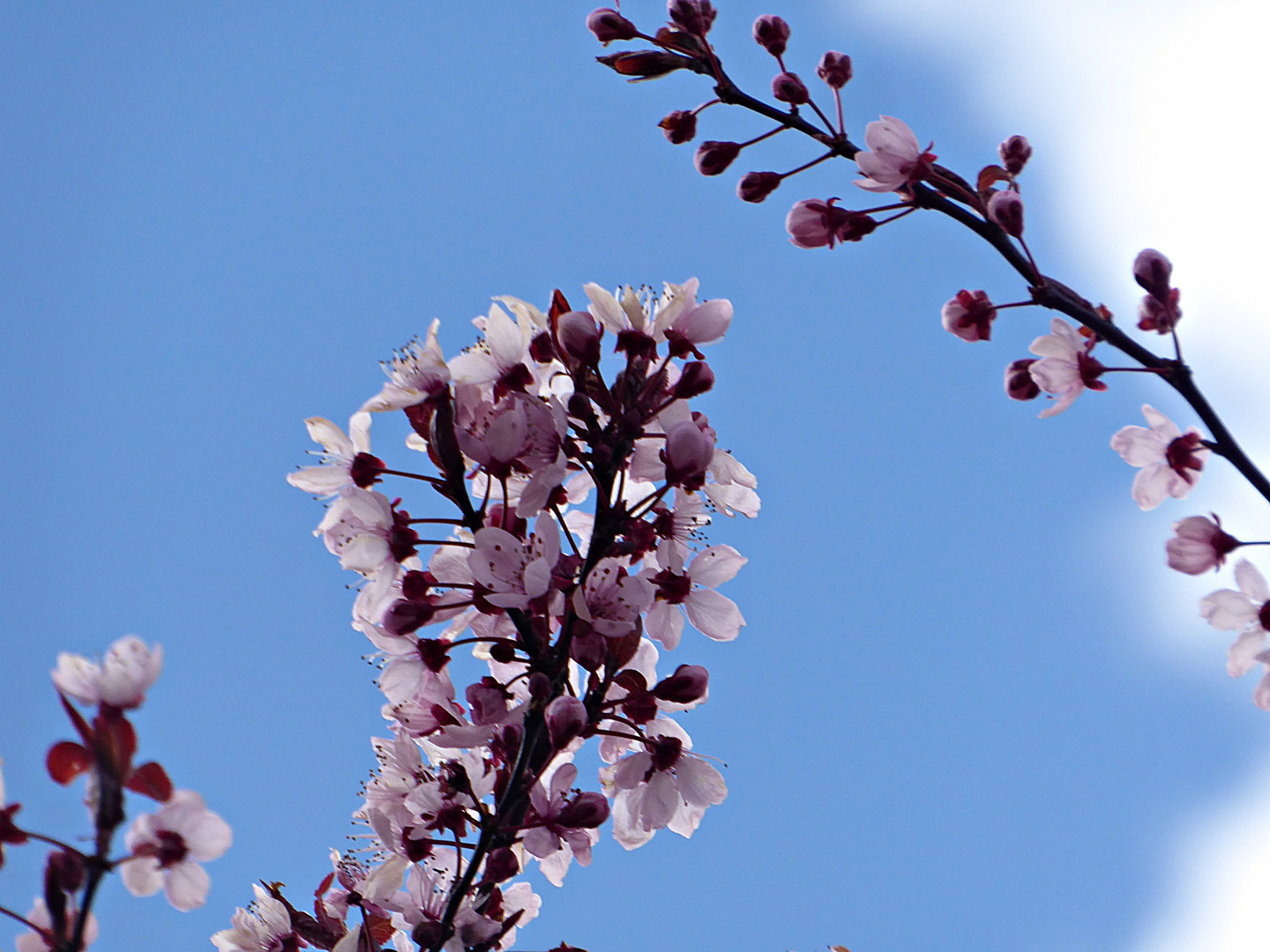 Frühlingsgrüße von der Streuobstwiese