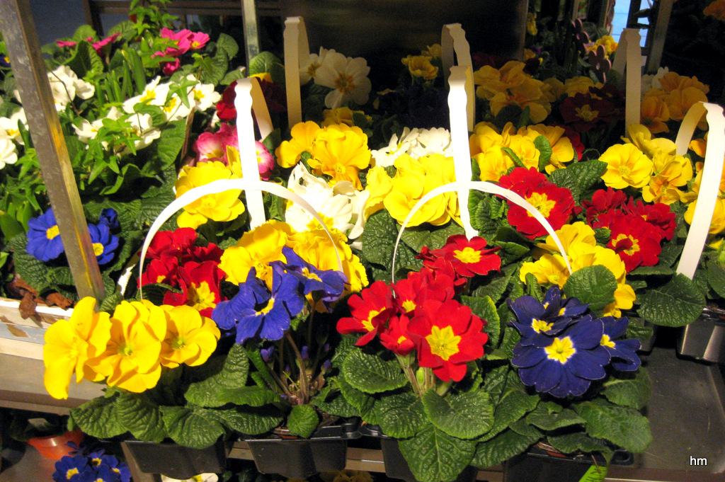 Frühlingsgrüße vorm MIGROS Rheinfelden/Schweiz Foto & Bild pflanzen, pilze & flechten, blüten