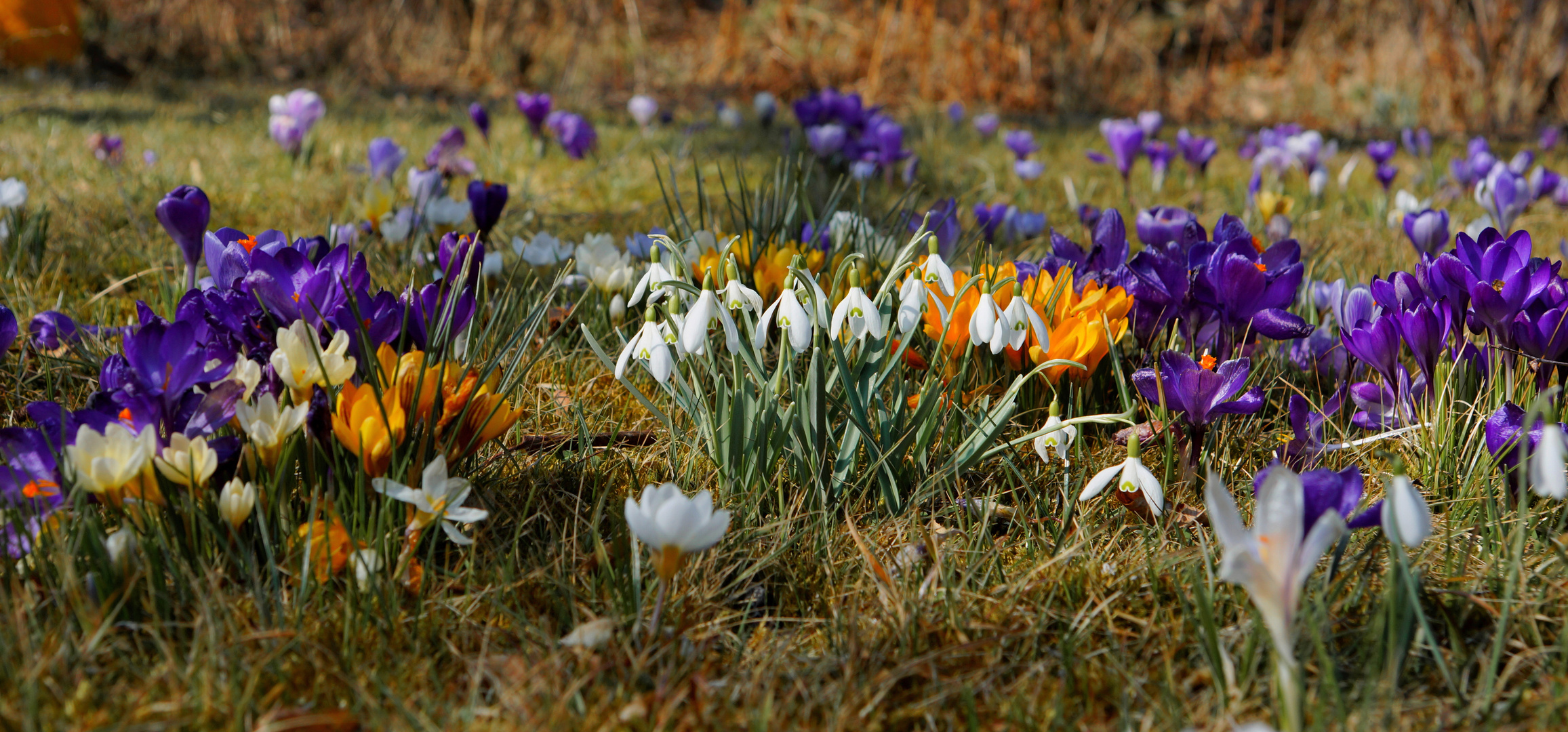  Frühlingsgruß