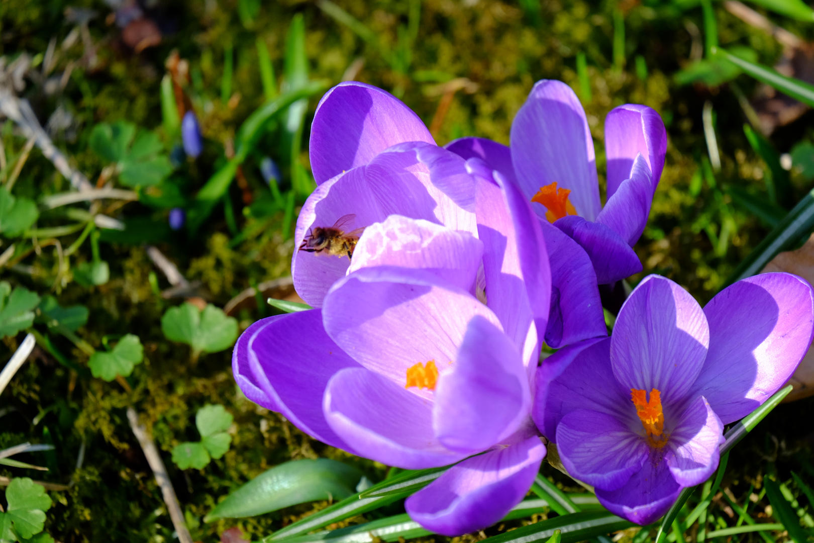 Frühlingsgruß