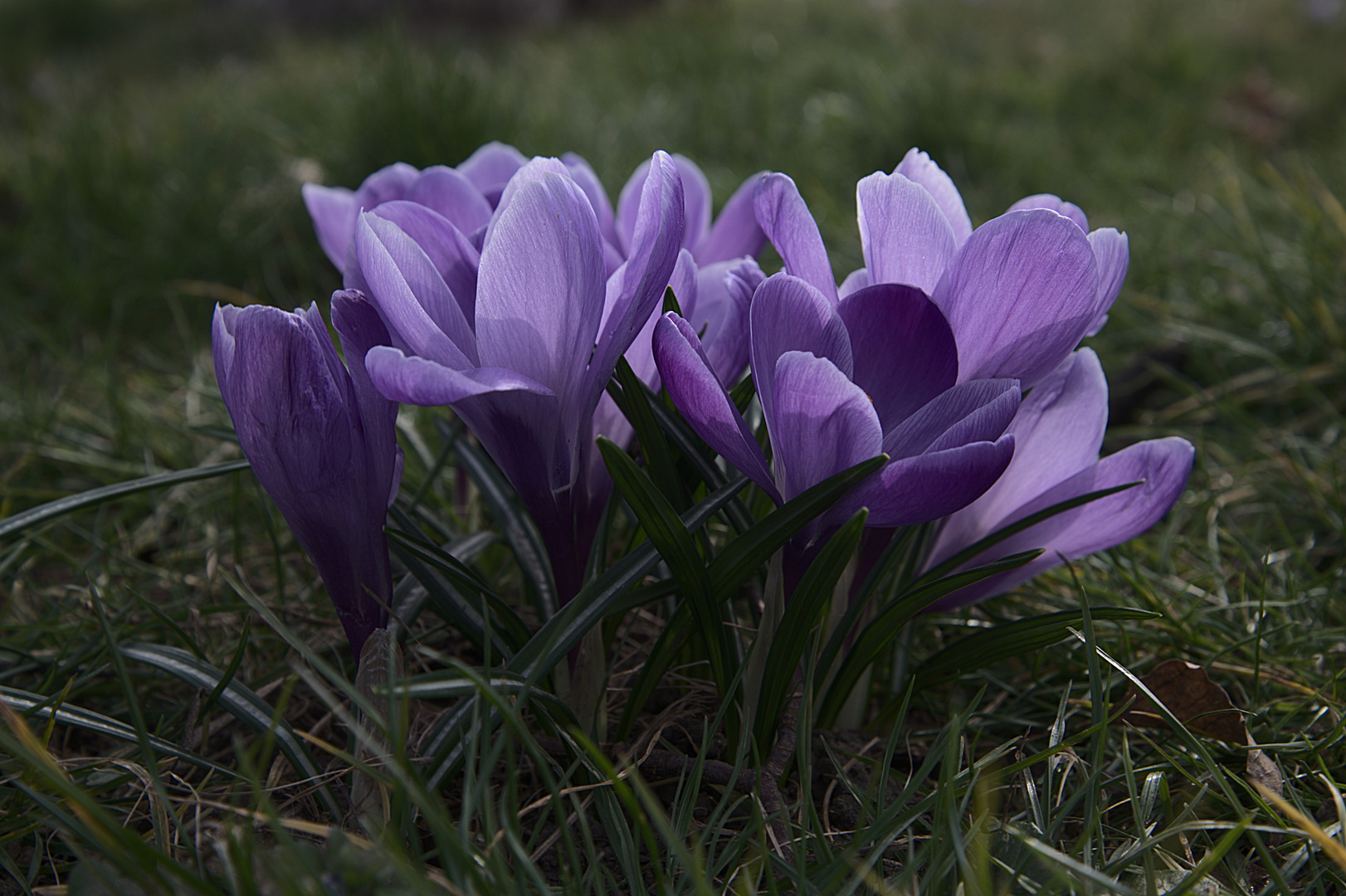 Frühlingsgruß