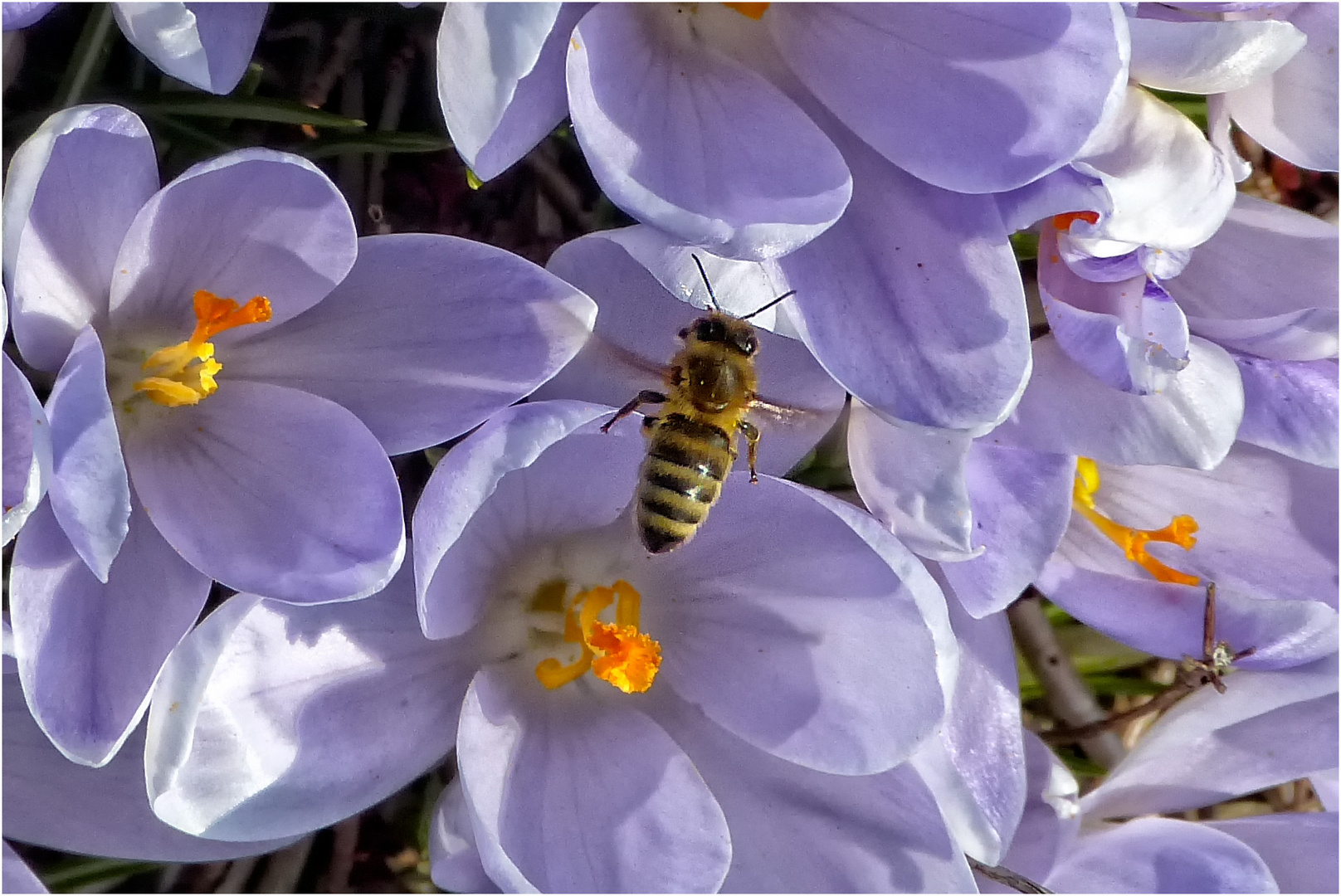 FRÜHLINGSGRUSS