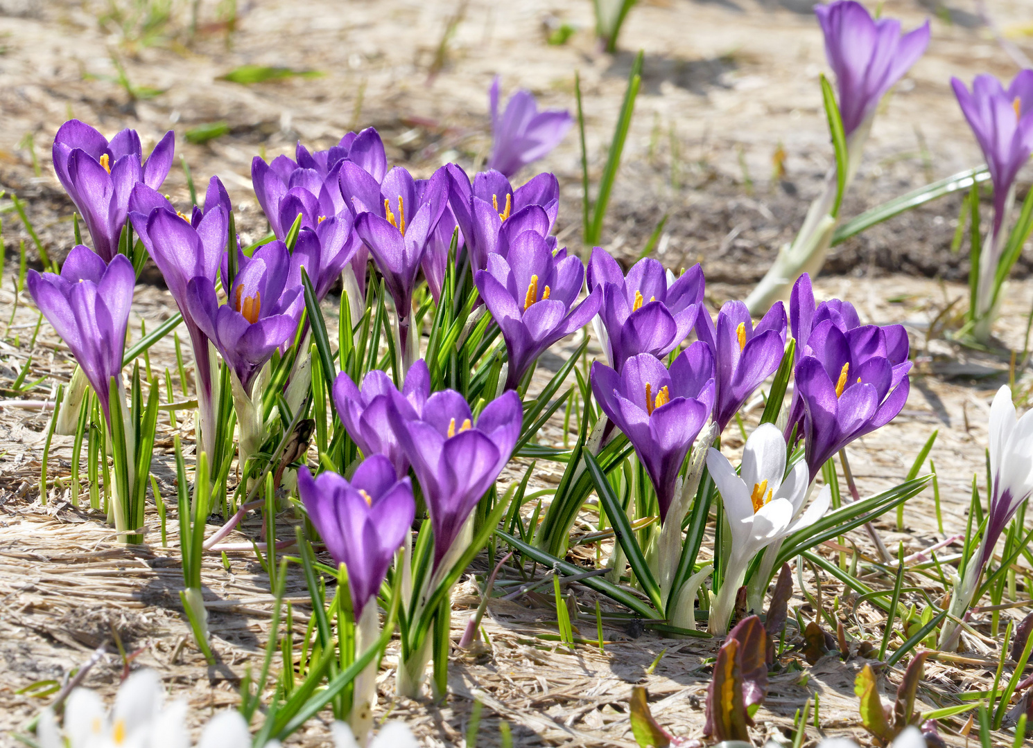 Frühlingsgruß...