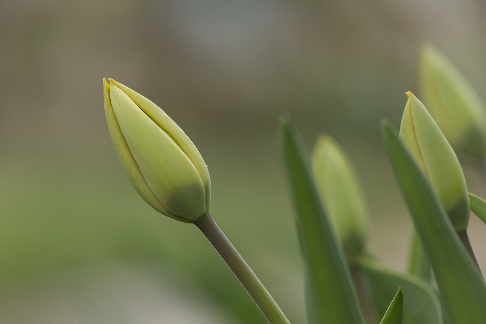 Frühlingsgruß