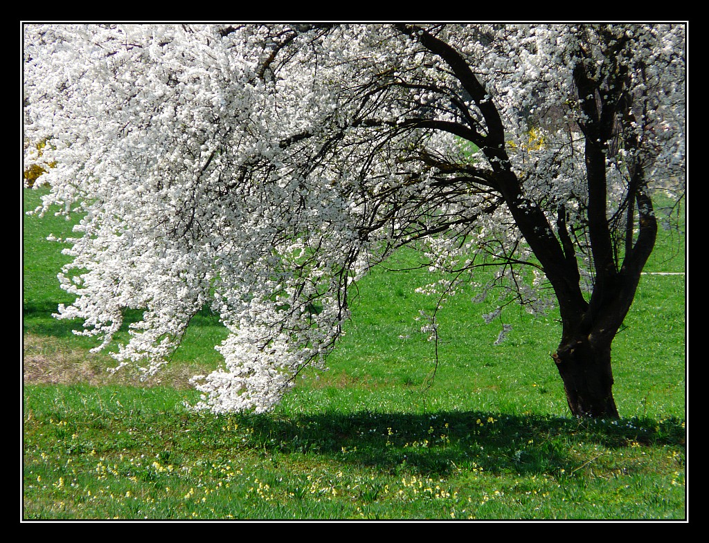 Frühlingsgruß