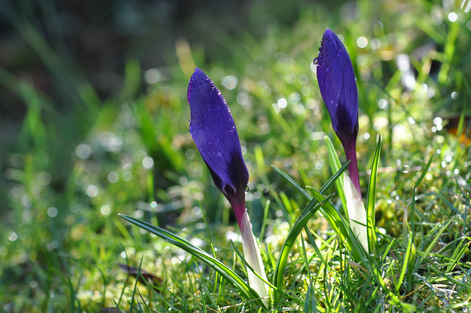 Frühlingsgruss