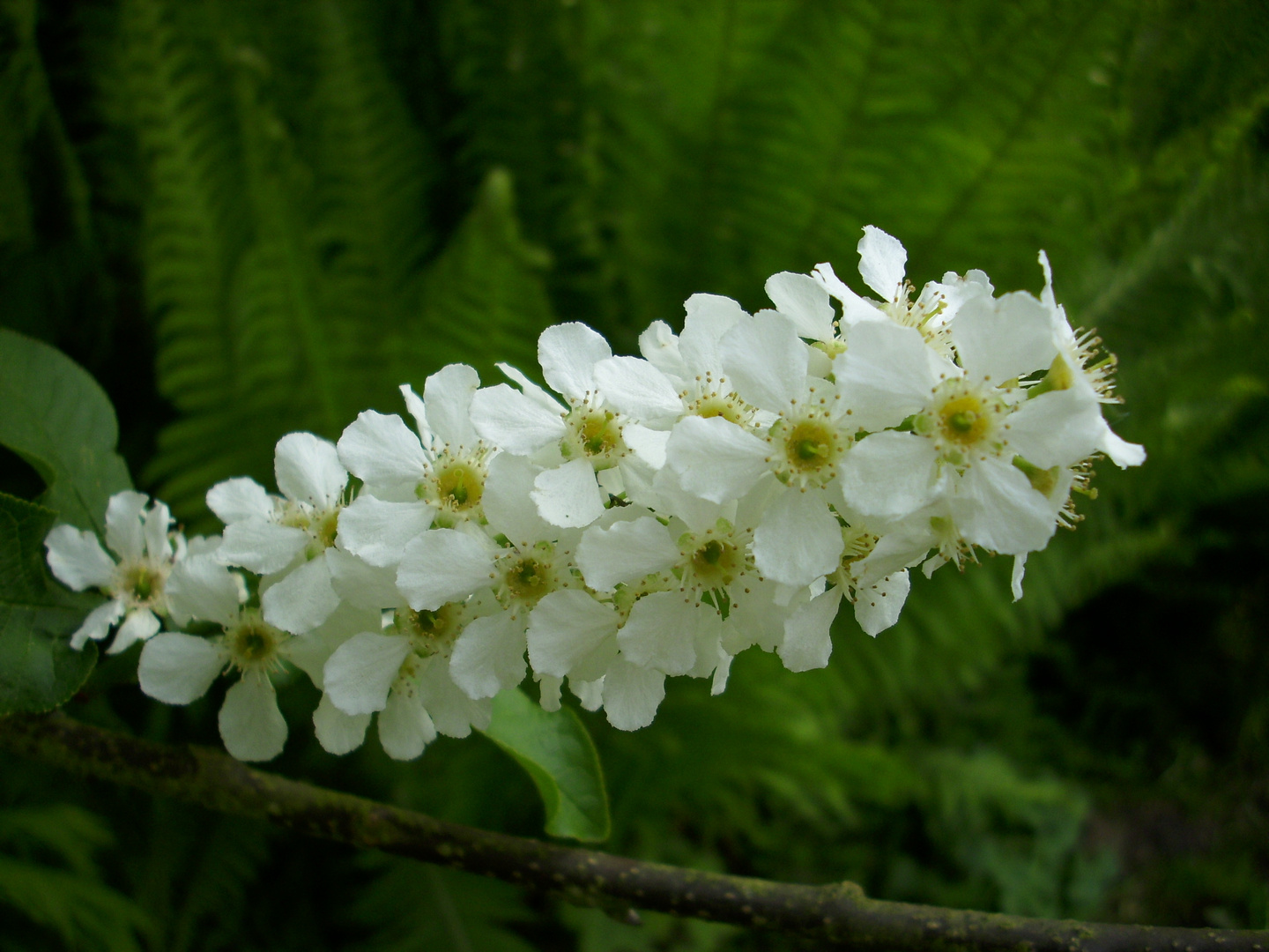 Frühlingsgruß