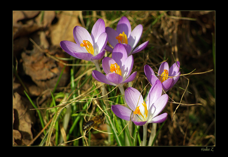 Frühlingsgruß