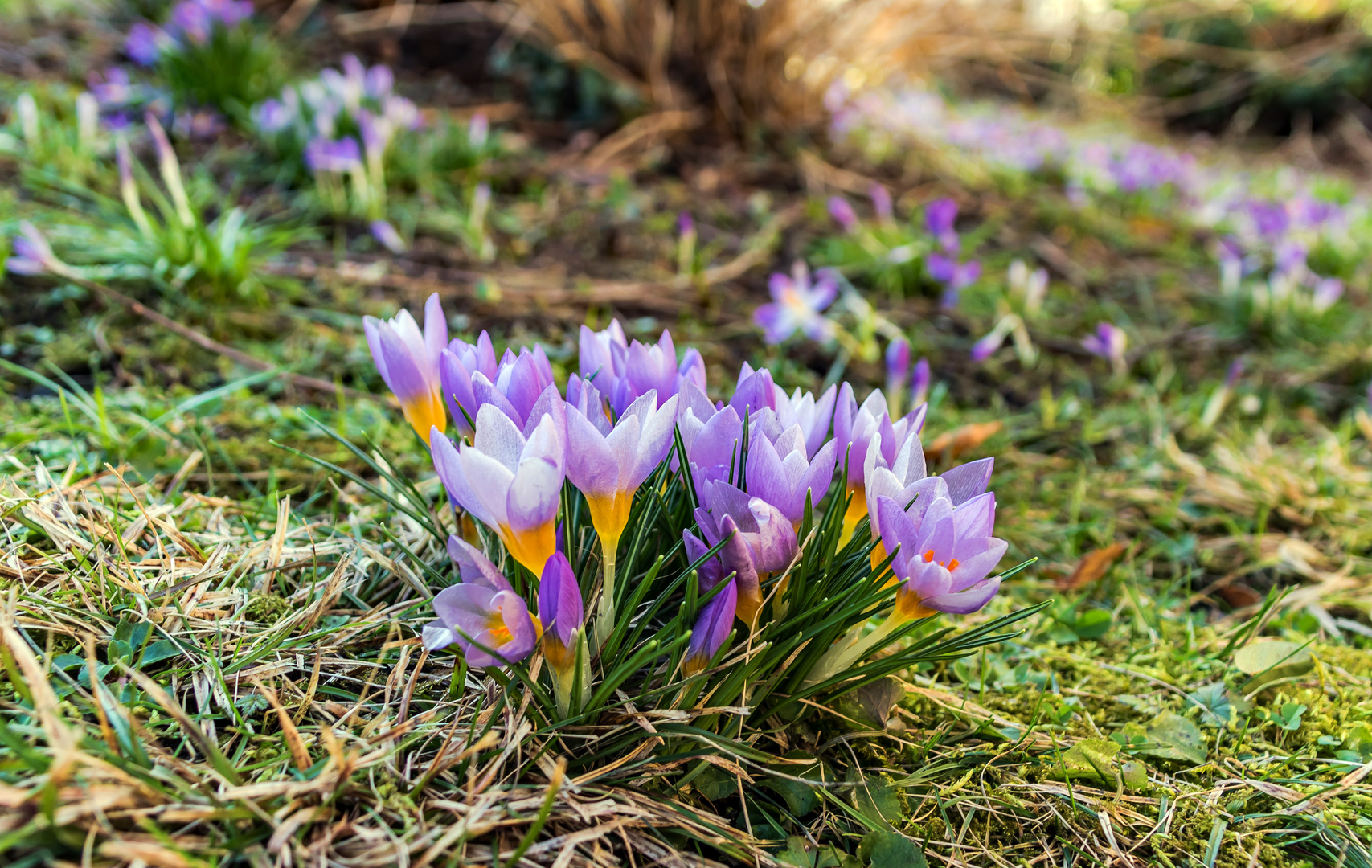 Frühlingsgruß