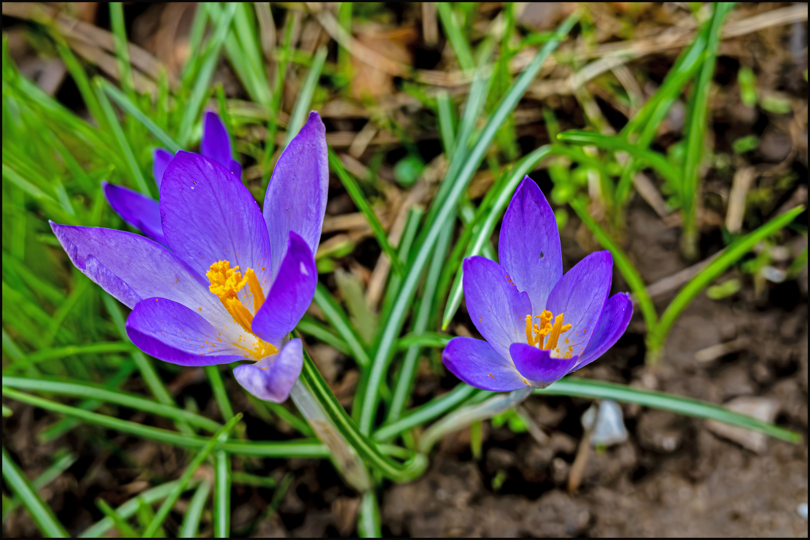 Frühlingsgruß