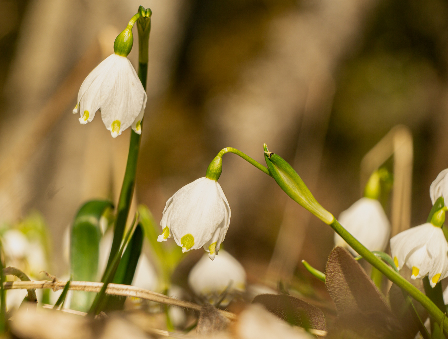 Frühlingsgruß