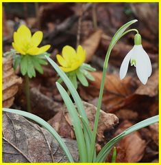 Frühlingsgruß