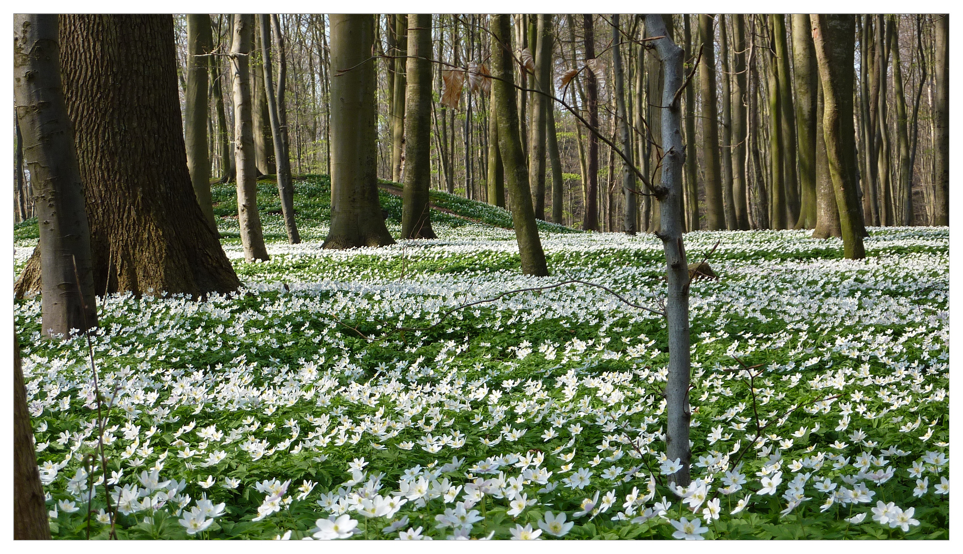 Frühlingsgruss