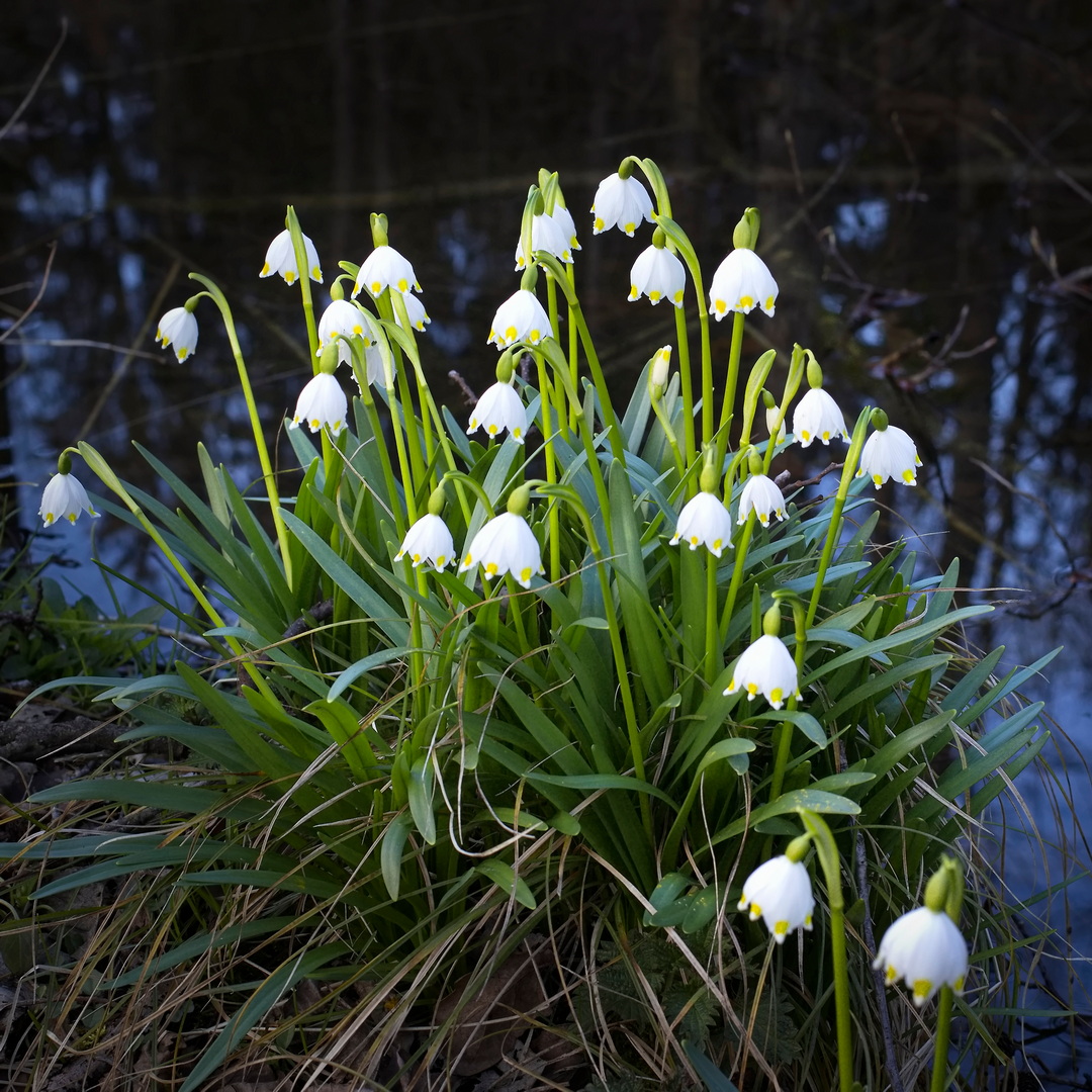 Frühlingsgruß