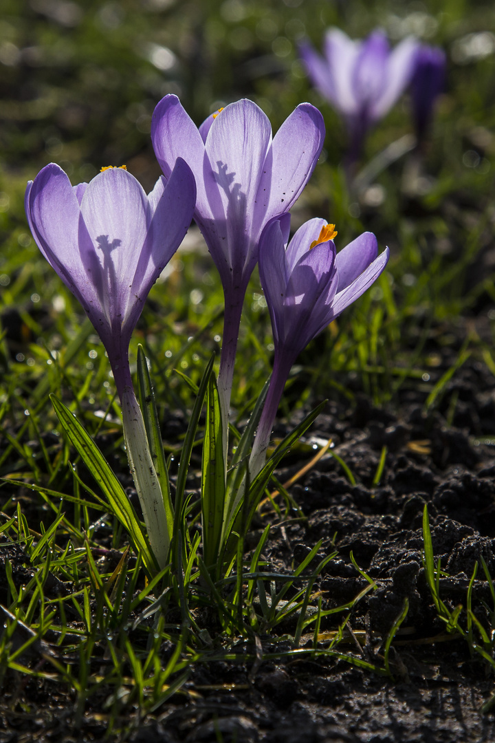 Frühlingsgruß