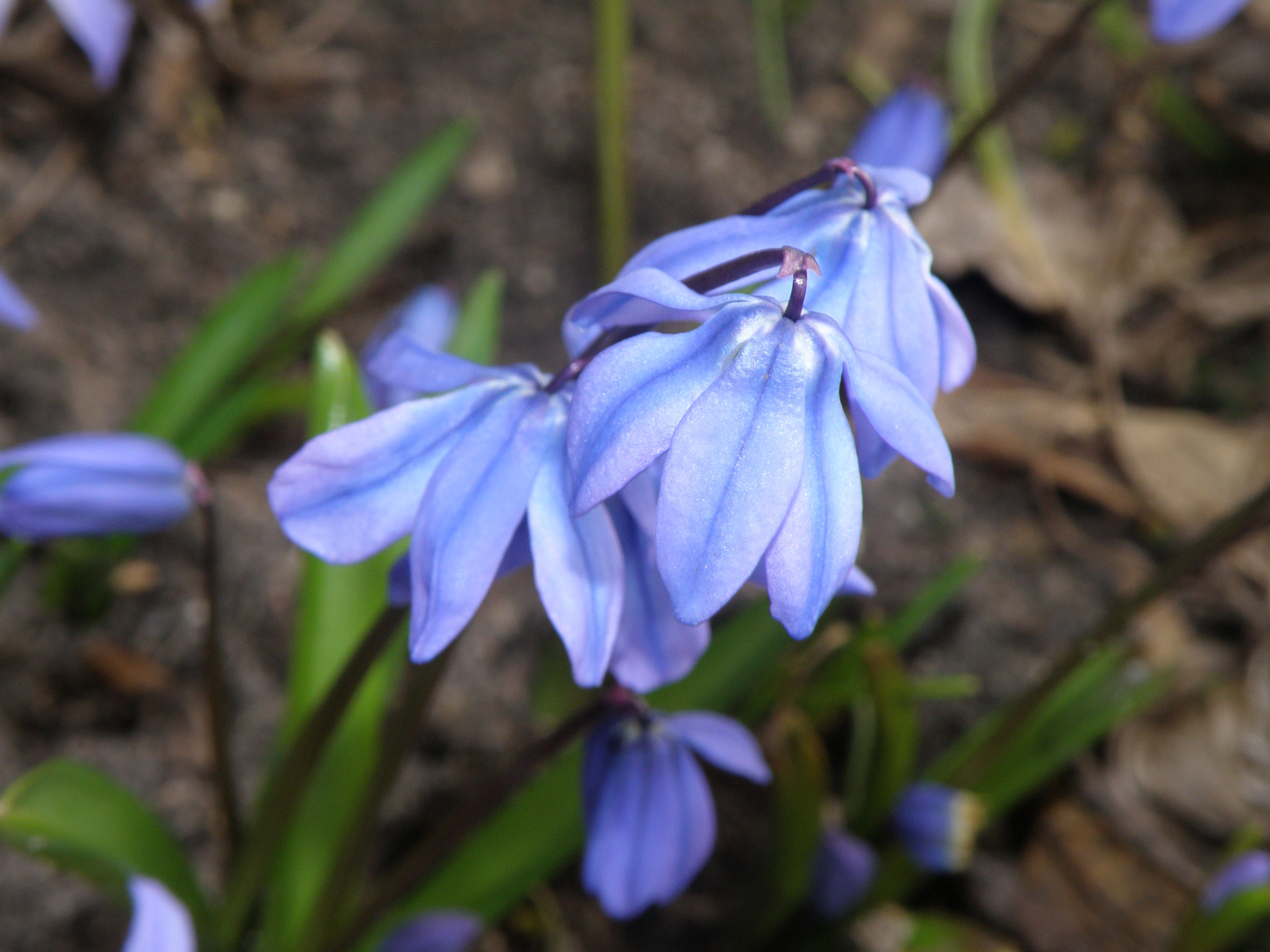 Frühlingsgruß