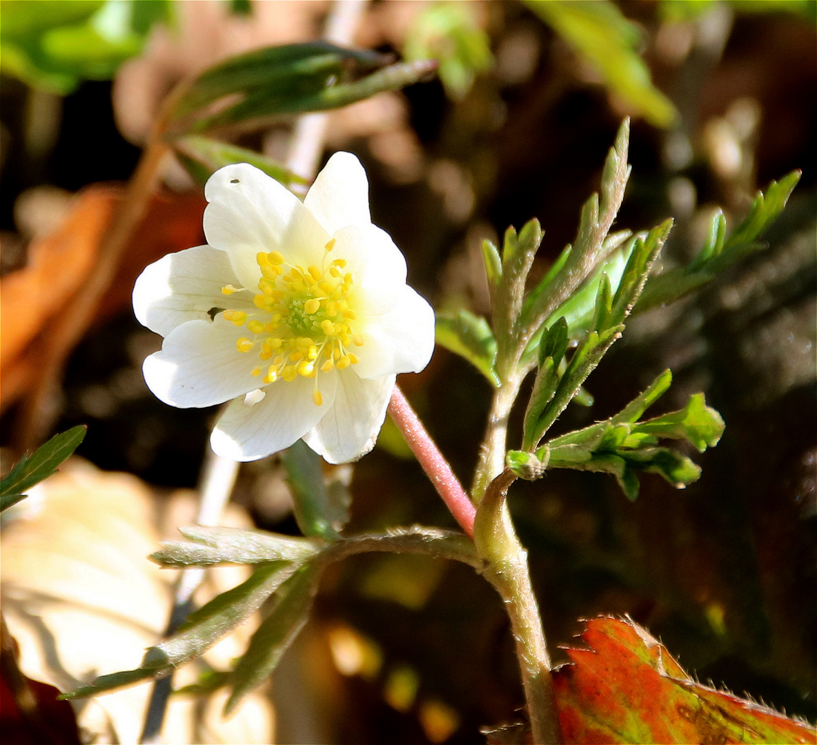 Frühlingsgruß