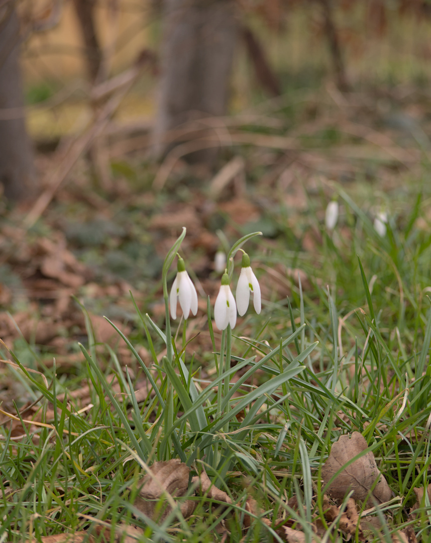 Frühlingsgruß