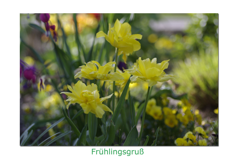 Frühlingsgruß