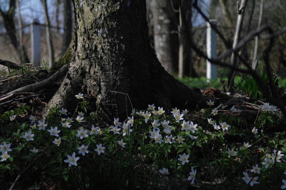 Frühlingsgruß von hussi 