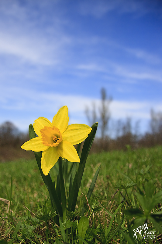 Frühlingsgruß