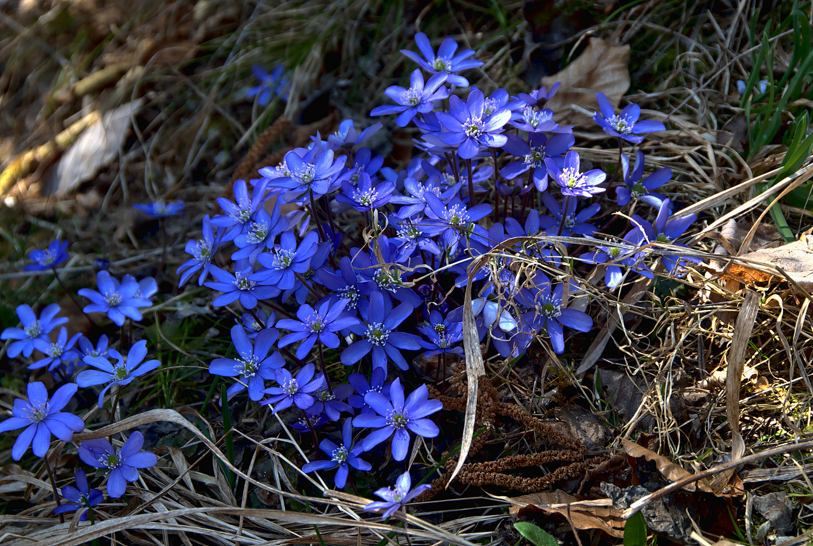 Frühlingsgruss