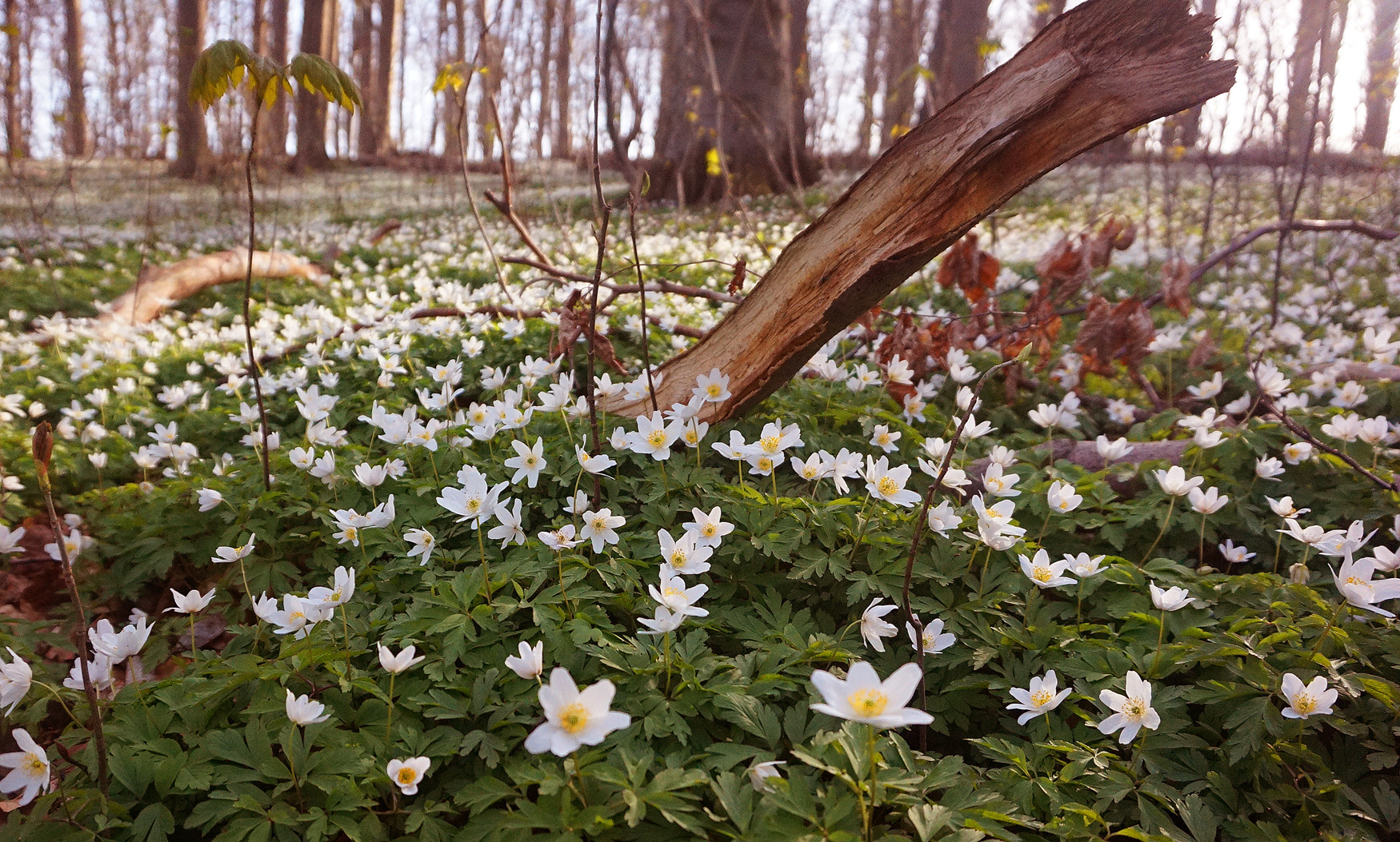 Frühlingsgruß