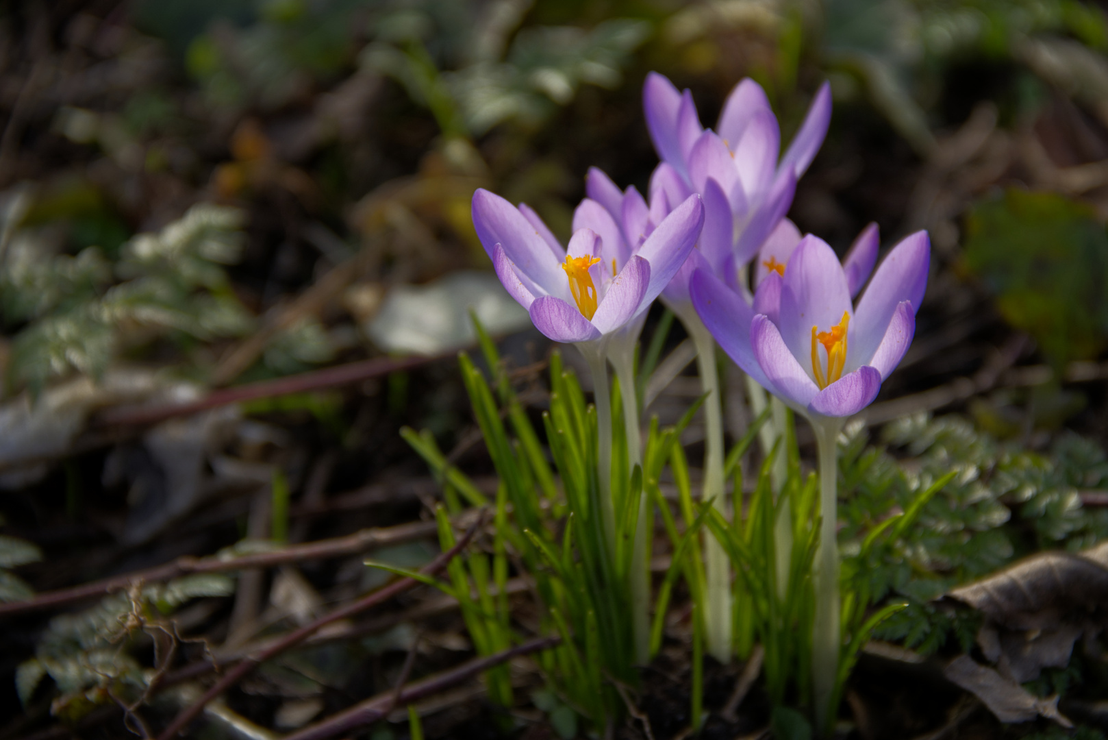 Frühlingsgruß