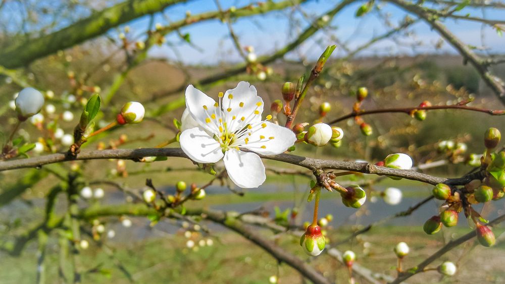 Frühlingsgruß