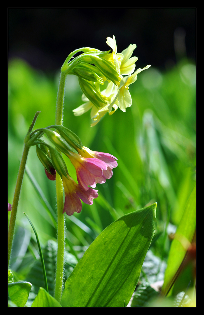 Frühlingsgruß