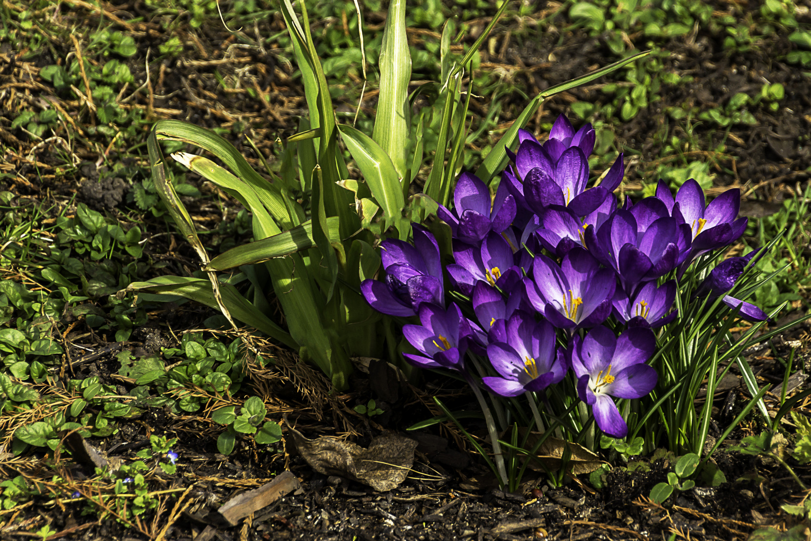 Frühlingsgruß