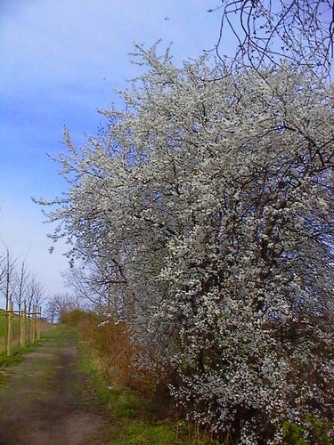 Frühlingsgruß am Wegesrand