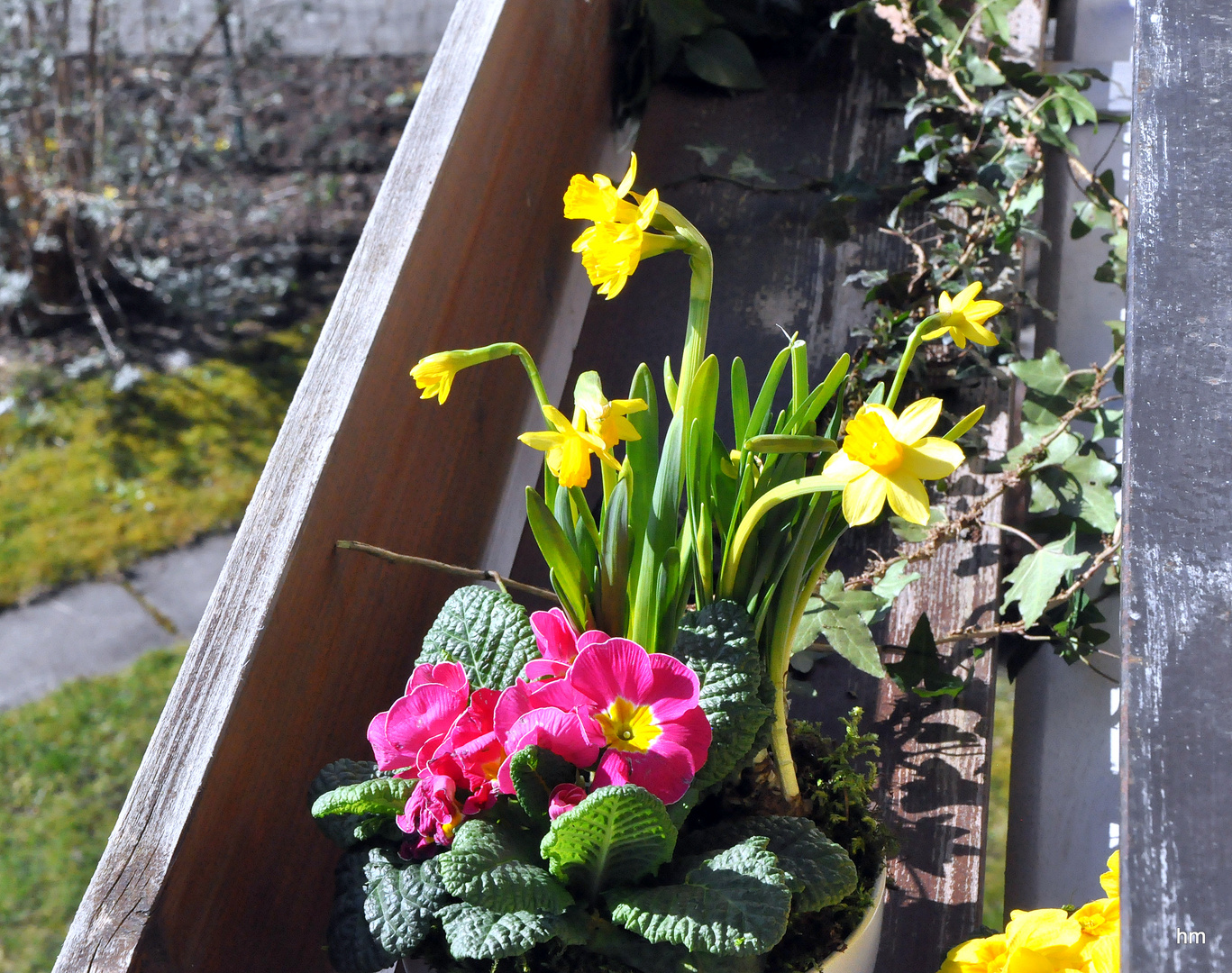 Frühlingsgruß auf dem Balkon