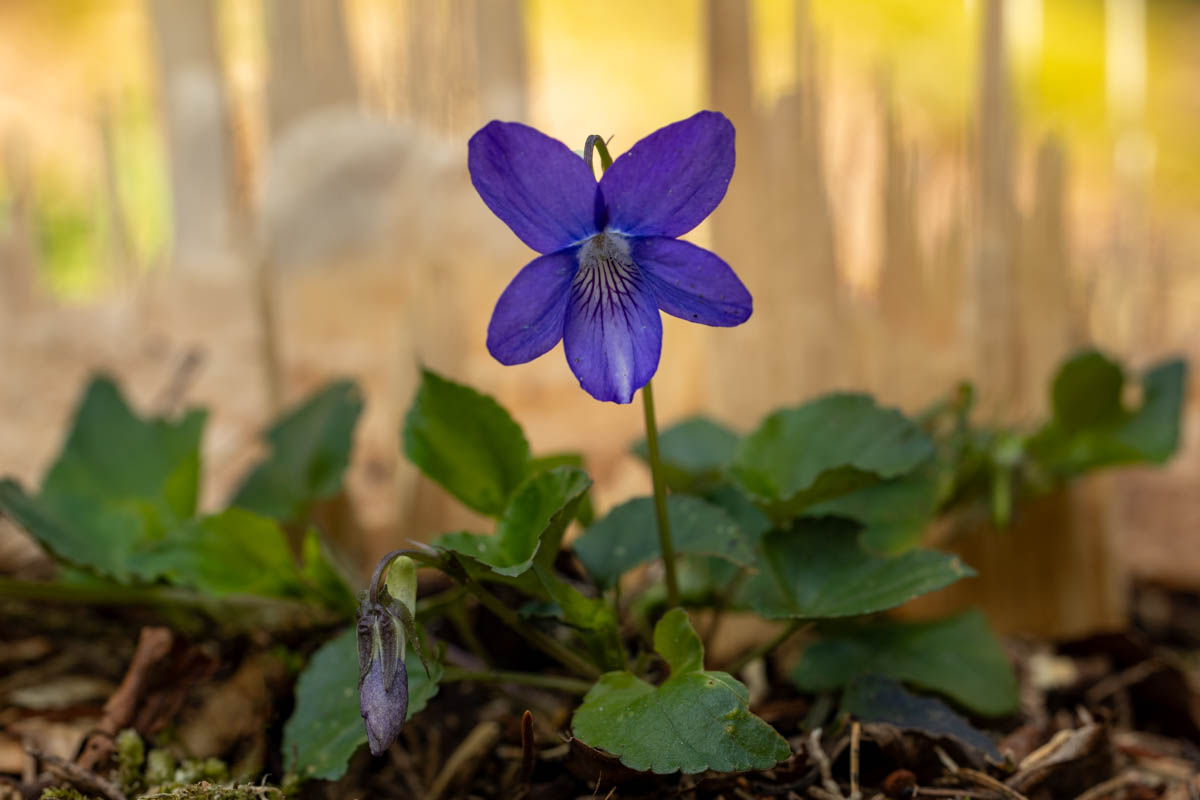 Frühlingsgruß aus dem Wald