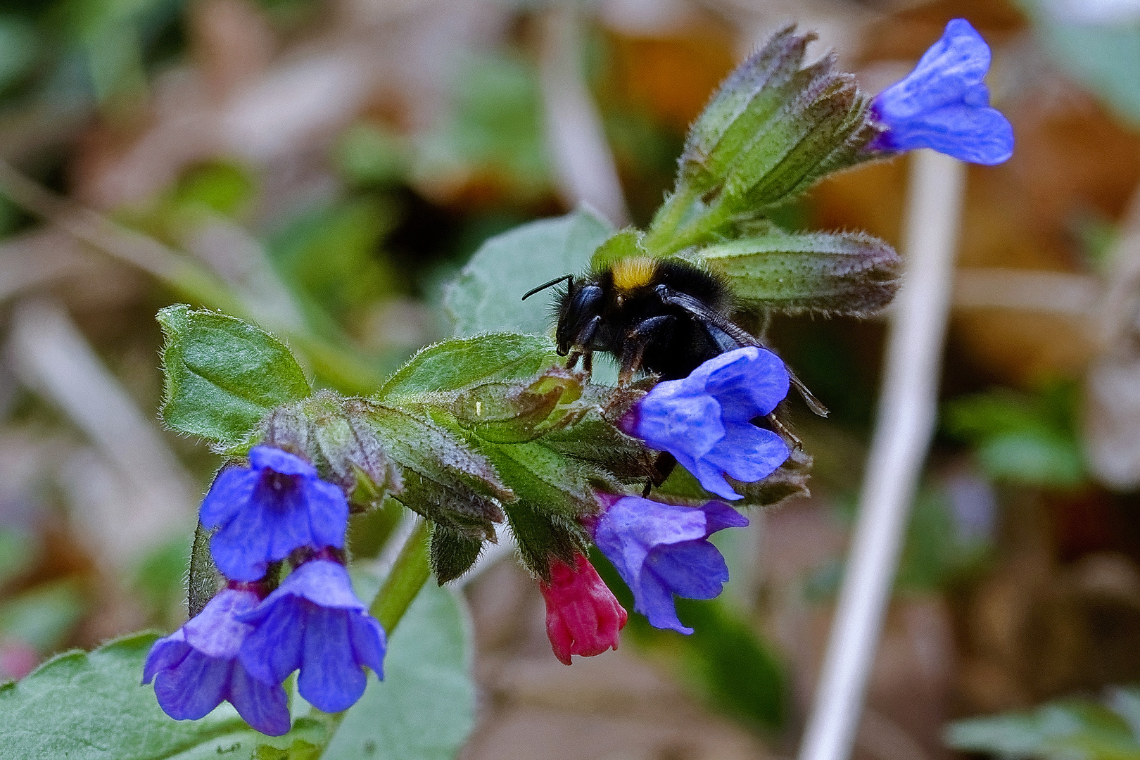 Frühlingsgruß aus dem Wald