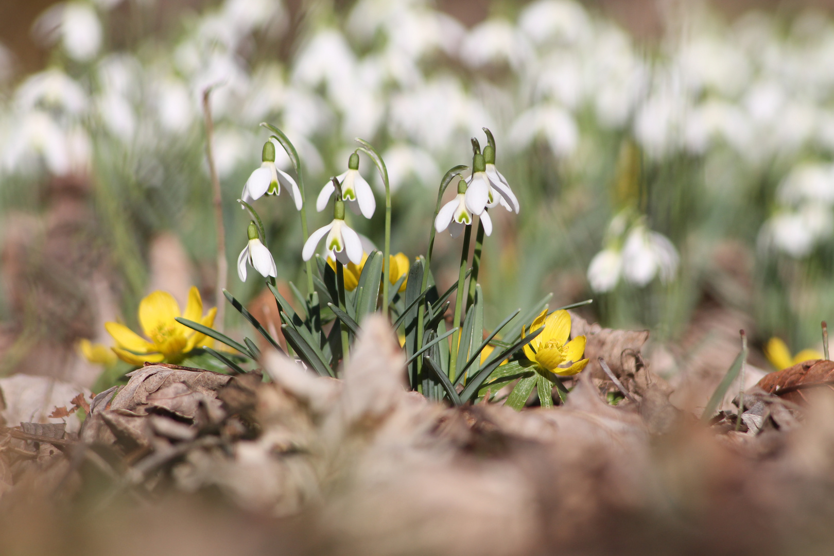 Frühlingsgruß aus dem Wald