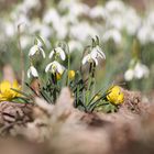 Frühlingsgruß aus dem Wald