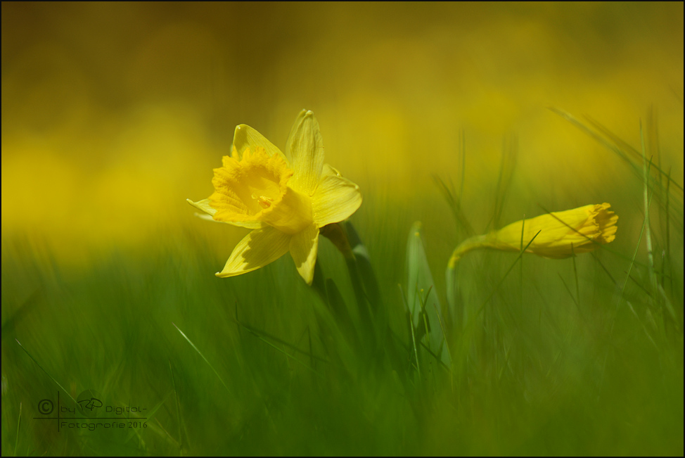 Frühlingsgruß aus der Eifel