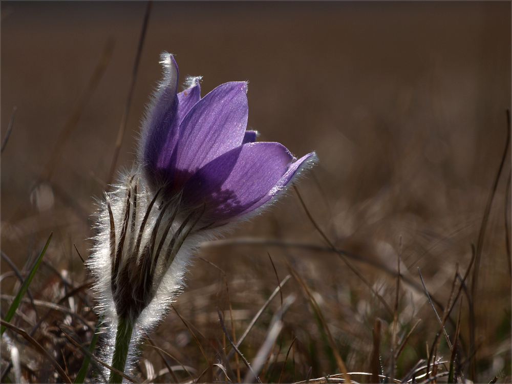 frühlingsgruss aus der heide