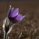 frühlingsgruss aus der heide