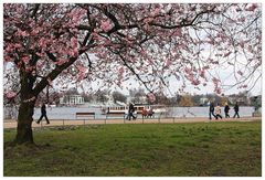 Frühlingsgruß aus Hamburg