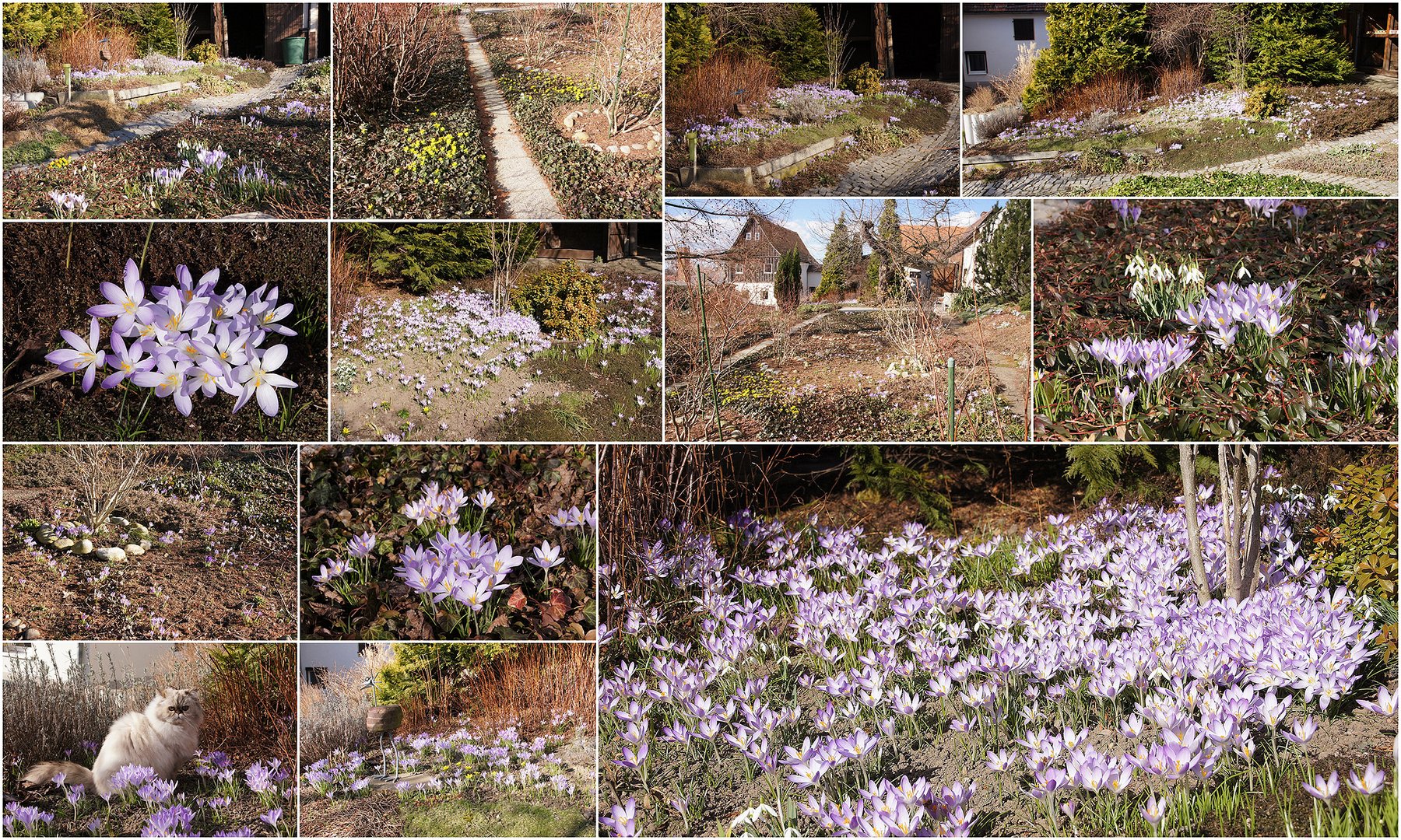 Frühlingsgruß aus meinem Garten