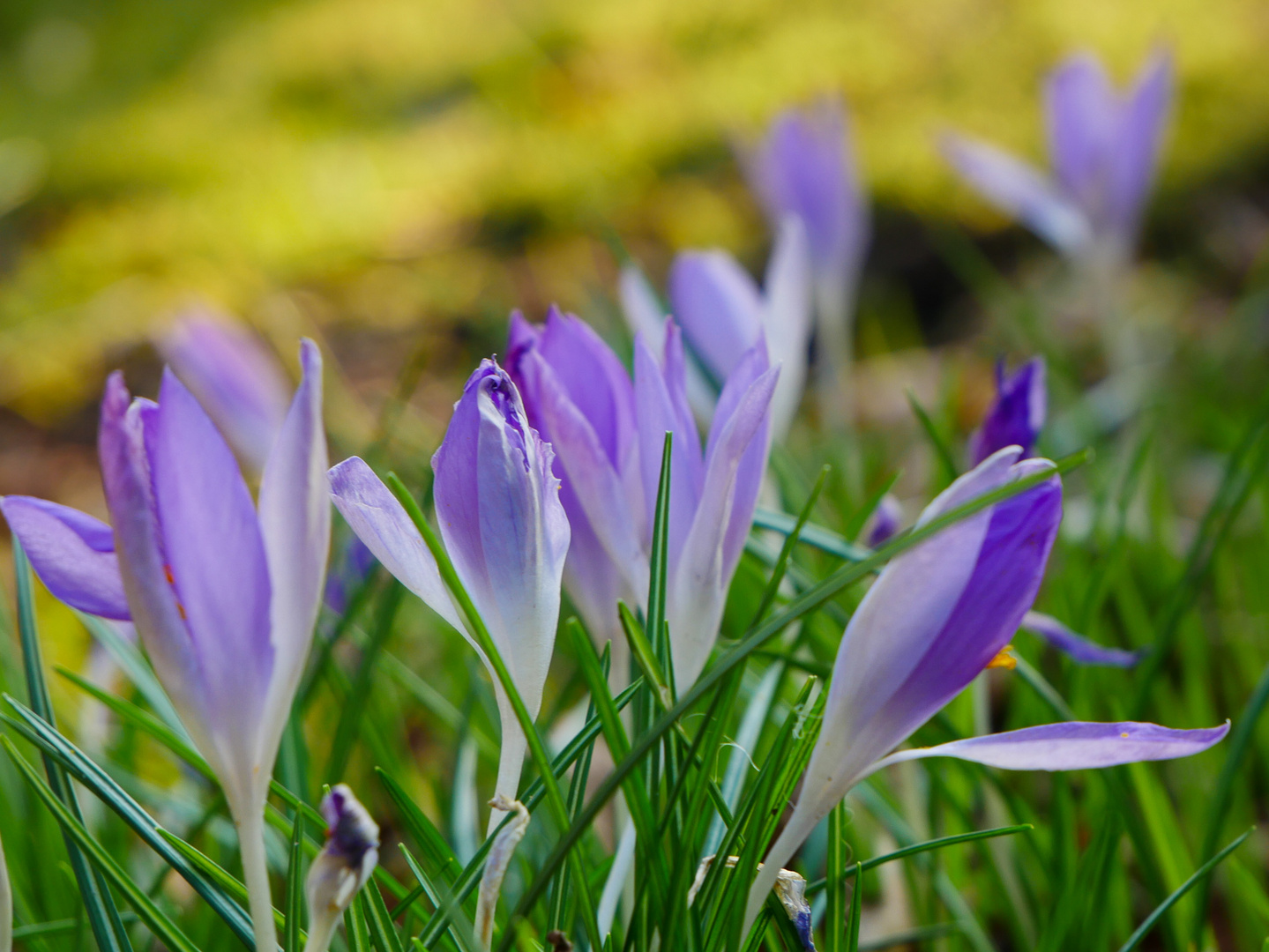 Frühlingsgruß aus meinem Garten